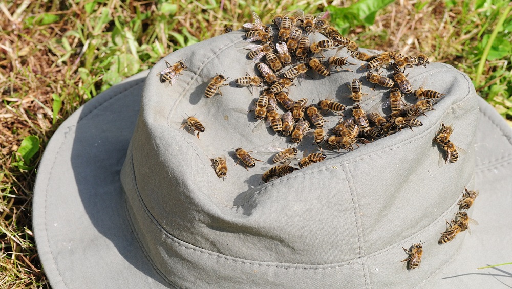 REUNION. Il meurt piqué par des abeilles à Trois Bassins !(Freedom)