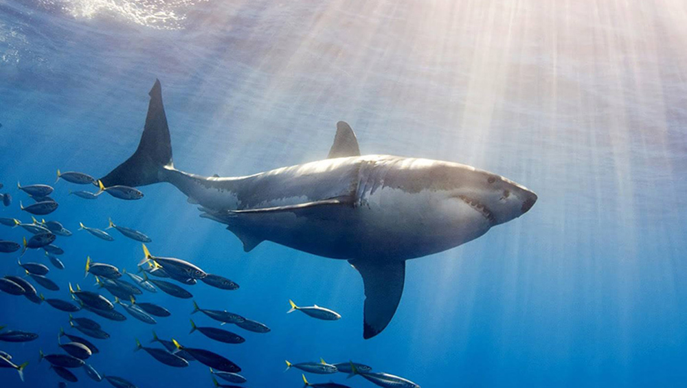 REUNION.  Risque requin en période de vacances : « La plus grande vigilance s’impose » prévient la préfecture(Source Freedom)