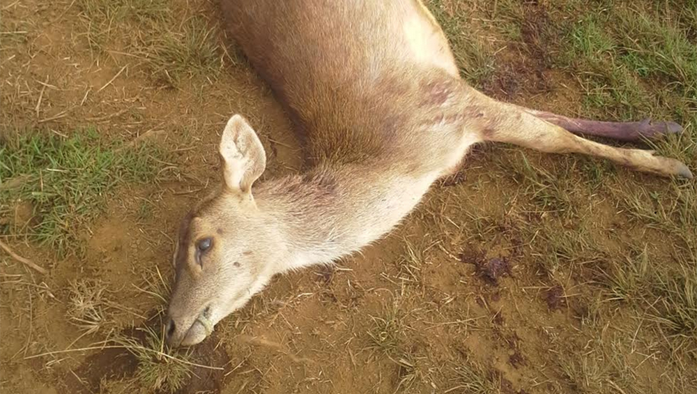 REUNION. Plaine des cafres : 57 biches tuées par des chiens errants (Freedom)