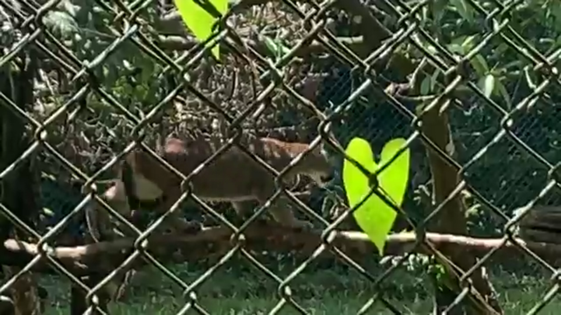 [Vidéo] Guyane. Arrivée d’un nouveau Puma venant de Paris au Zoo de Guyane (Radio péyi)