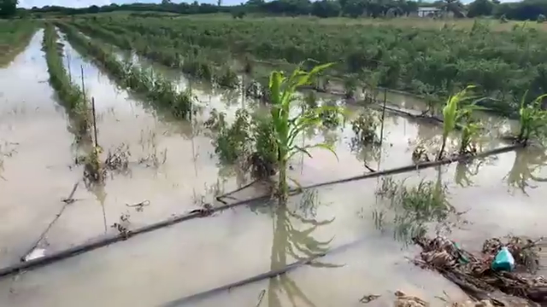 Onews Guadeloupe. Les pluies du week end ont causé d importants dégâts aux agriculteurs Nord Grande terre